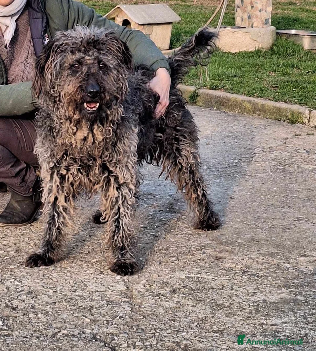 Meticcio cani in regalo: dolce black in regalo a Provincia di Como - Annuncio 3