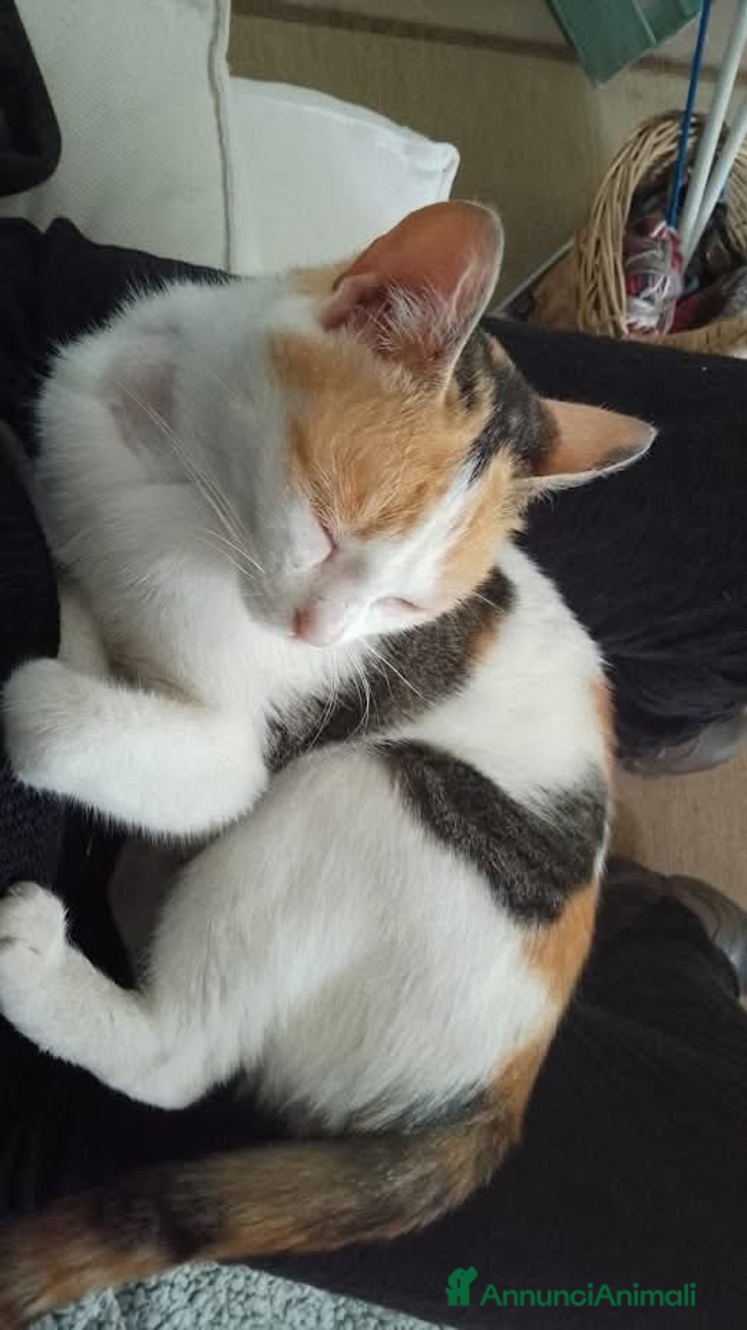 Europeo gatti in regalo: TRILLY , dolcissima micia in adozione! - Annuncio 5