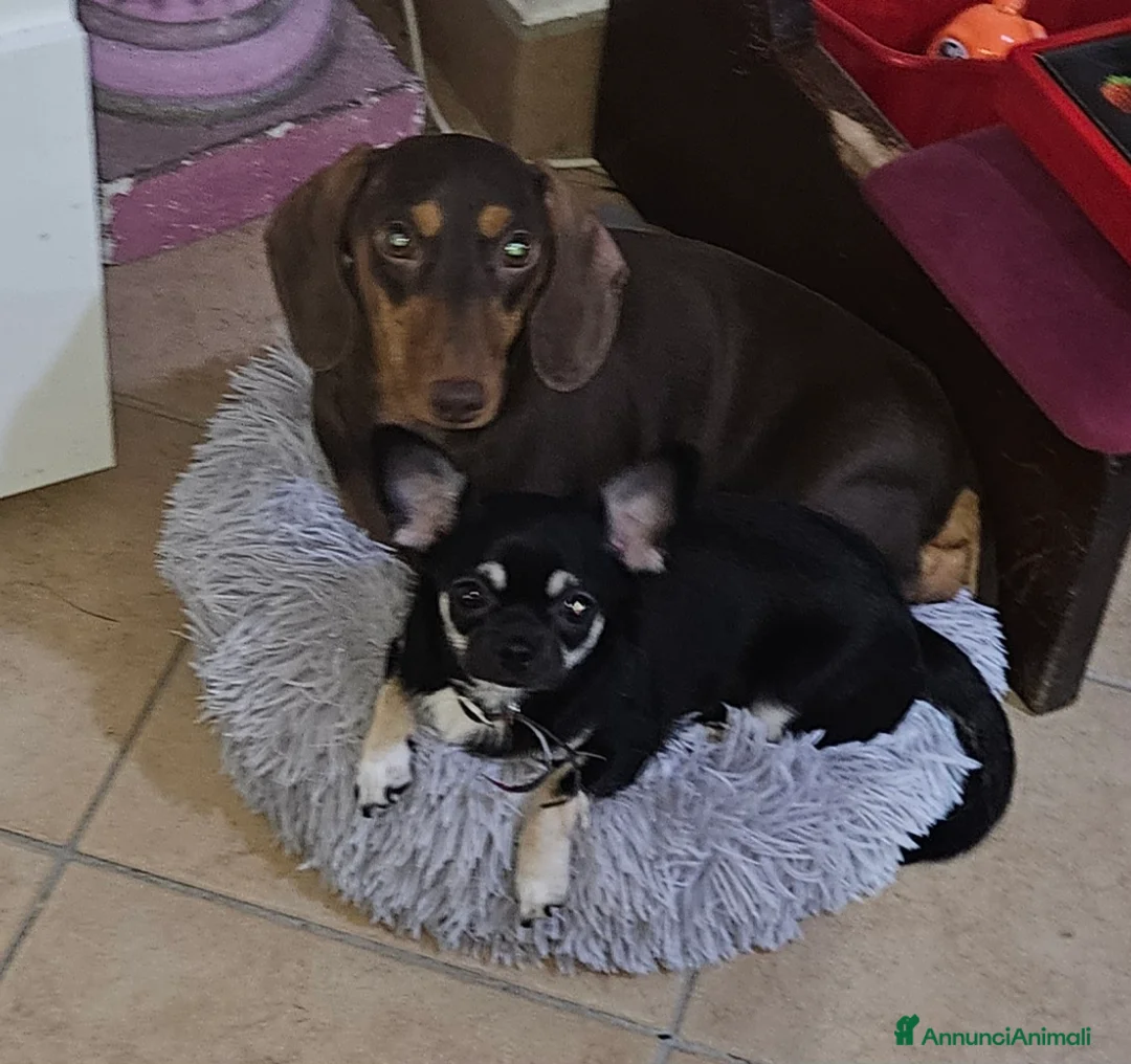 Chihuahua cani in vendita: Chihuahua nana femmina - Annuncio 13