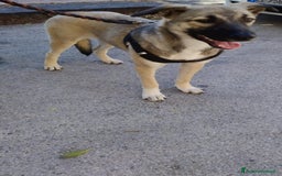 Altre razze cani in regalo: lolA E DIVA - Immagine 6