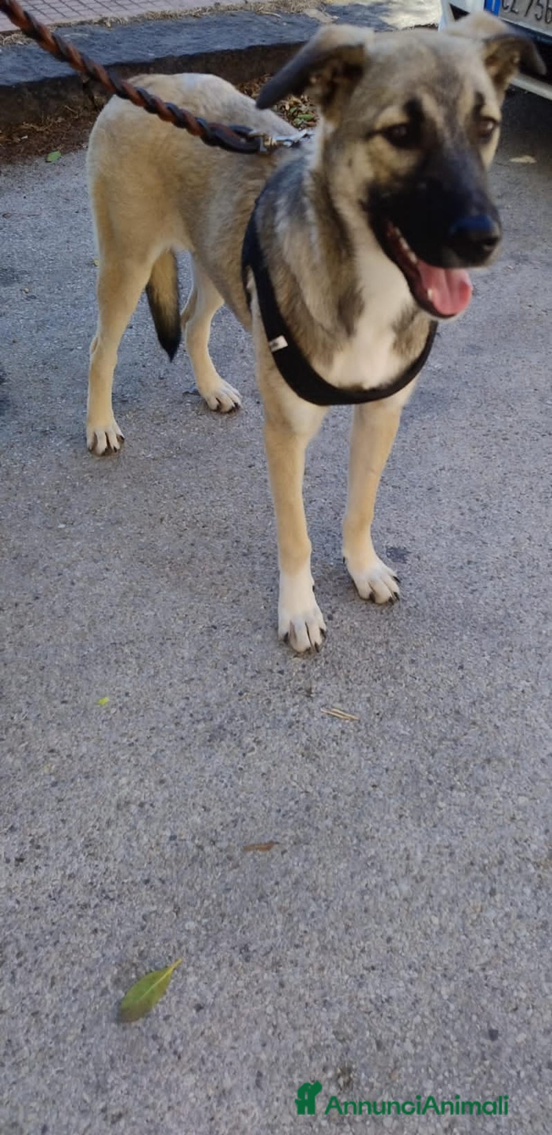 Altre razze cani in regalo: lolA E DIVA - Immagine 6