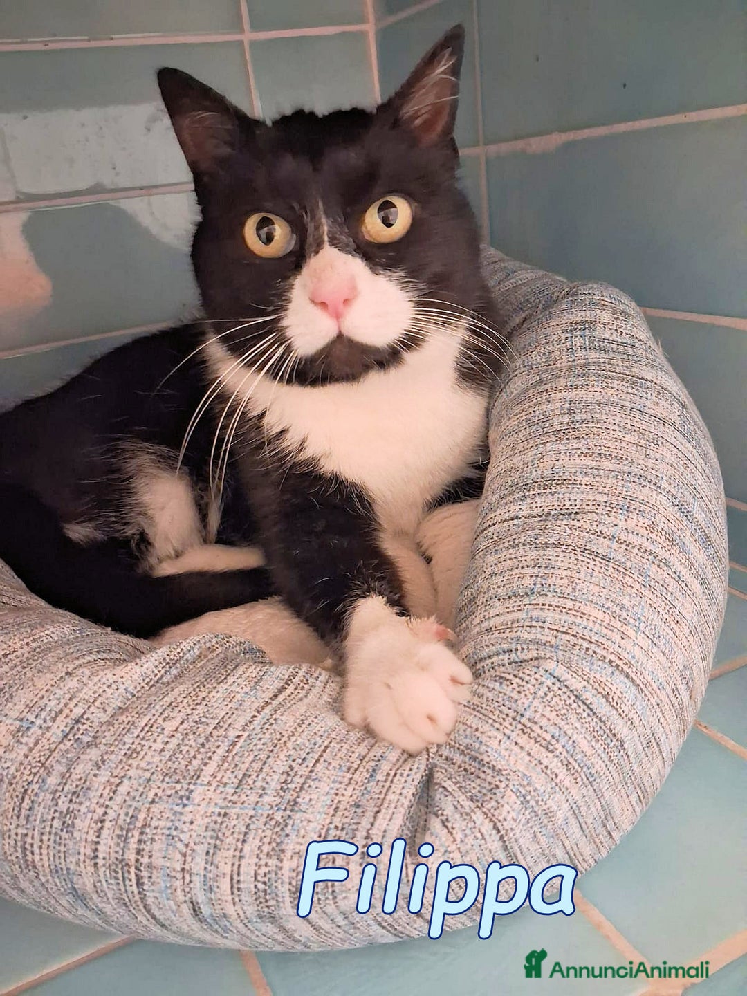 Europeo gatti in regalo: FILIPPA UNA GATTINA BUONISSIMA E TRANQUILLA - Annuncio 3