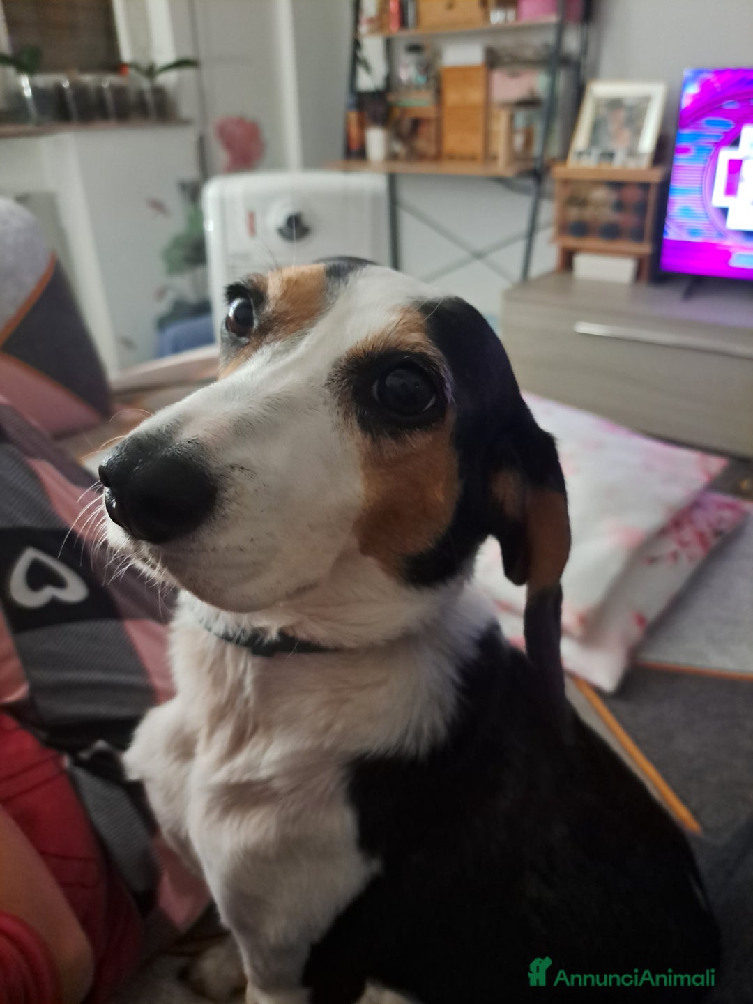 Meticcio cani in regalo: Adotta un cucciolo invisibile  - Annuncio 13