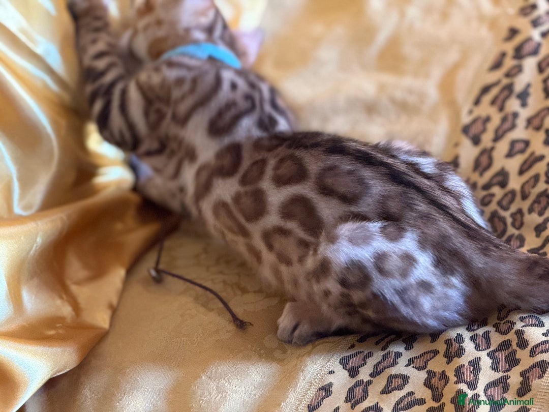 Bengala gatti in vendita: Bellissimi cuccioli  a Città metropolitana di Roma Capitale - Immagine 14