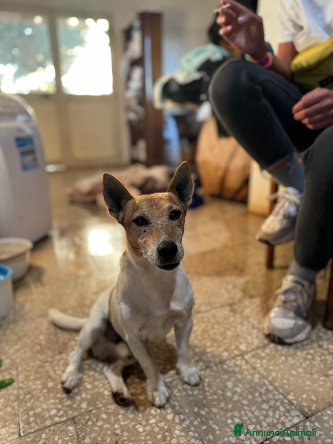 Altre razze cani in regalo: jack 5 anni - Annuncio 2