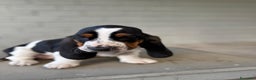 Bassethound cani in vendita: cuccioli di bassethound - Annuncio 2