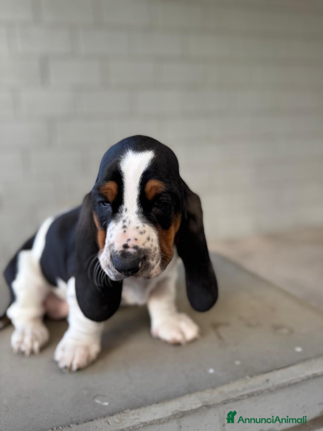 Bassethound cani in vendita: cuccioli di bassethound - Annuncio 2