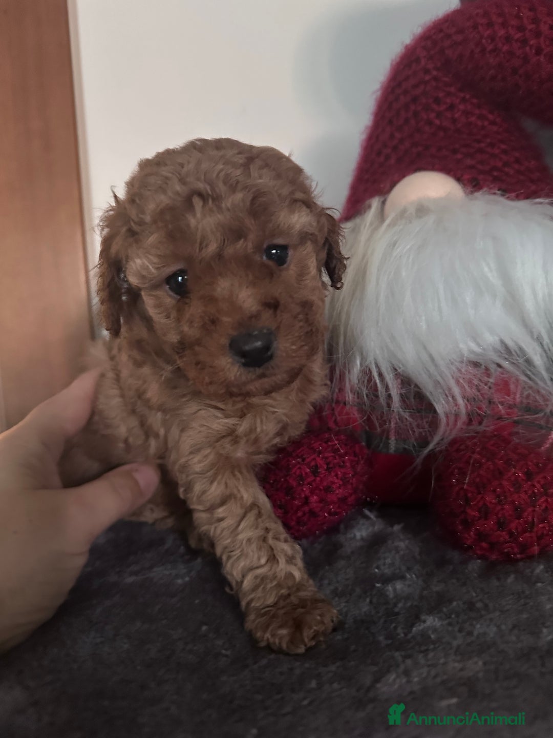 Barbone cani in vendita: Barboncini cuccioli  - Annuncio 7