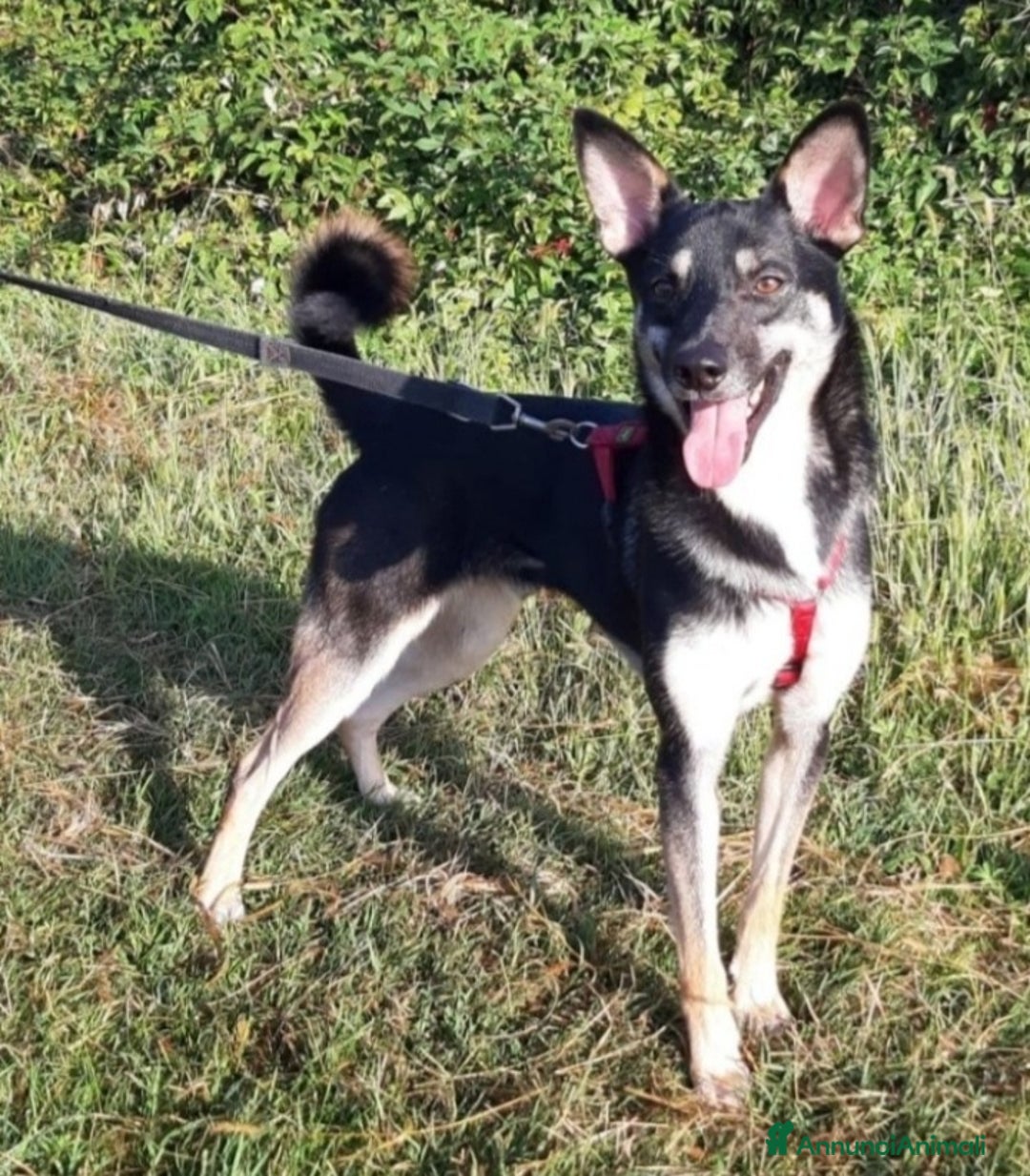 Meticcio cani in regalo: Pastorino adulto magnifico salvato al sud MILANO a Città metropolitana di Milano - Annuncio 1