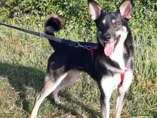 Meticcio cani Pastorino adulto magnifico salvato al sud MILANO a Città metropolitana di Milano - Annuncio 41