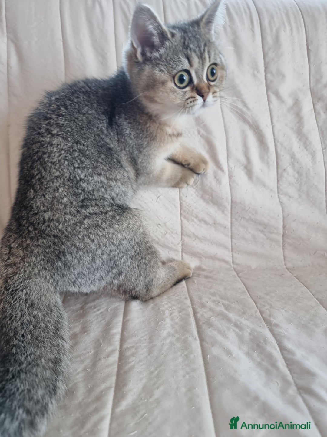 Scottish gatti in vendita: Scottish Straight con Pedigree  - Annuncio 6