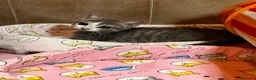 Europeo gatti in regalo: Gattina di 2 mesi - Annuncio 4