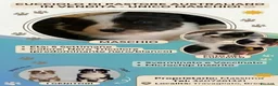 Australian Shepherd cani in vendita: Vendo cucciolo di australian Shepherd - Annuncio 2