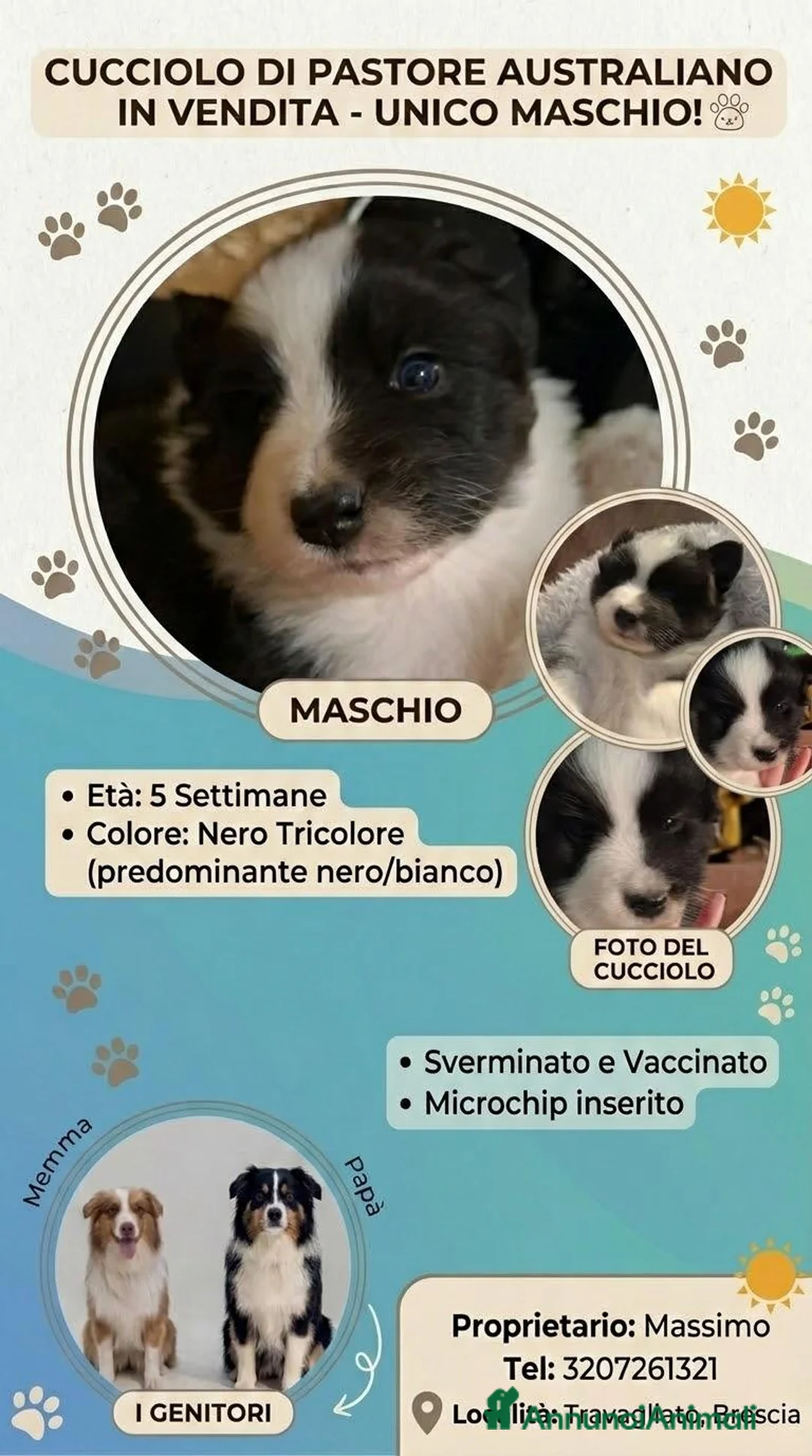 Australian Shepherd cani in vendita: Vendo cucciolo di australian Shepherd - Annuncio 2