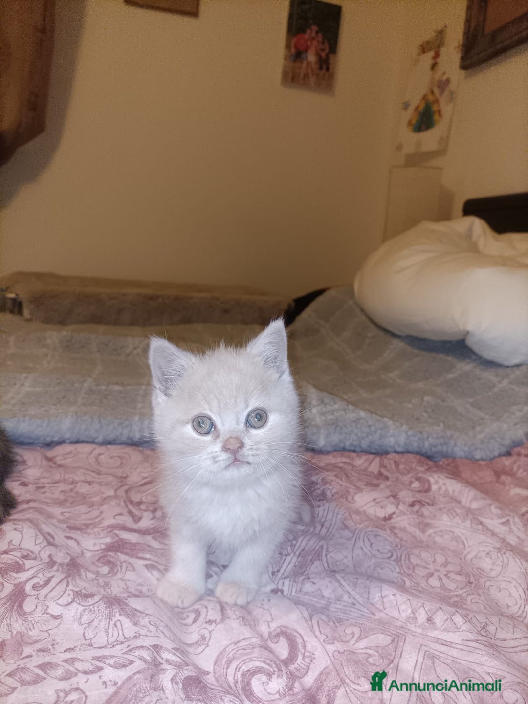 British gatti in vendita: British shorthair  - Annuncio 5