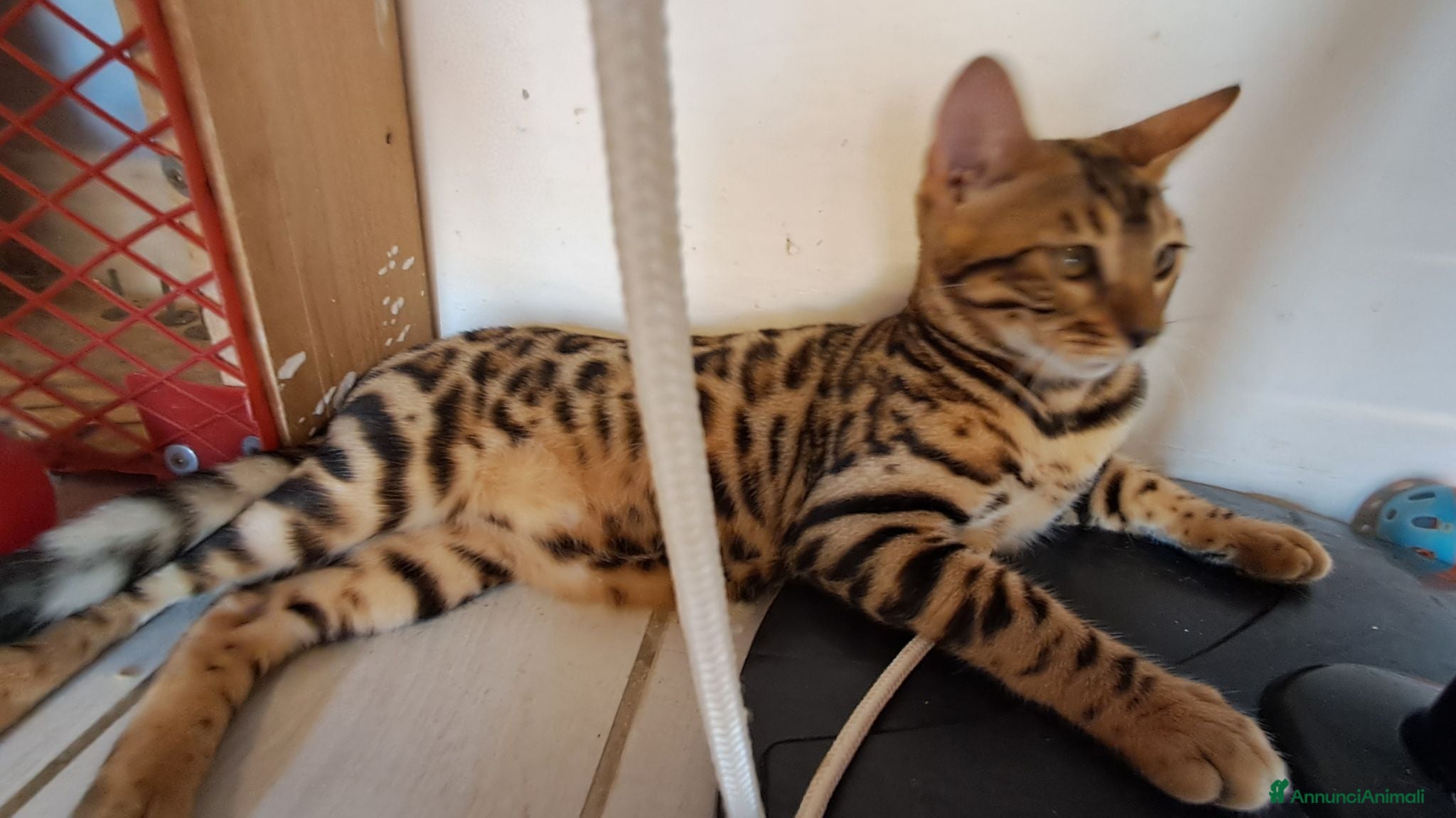 Bengala gatti Cuccioli brown tre mesi - Annuncio 1