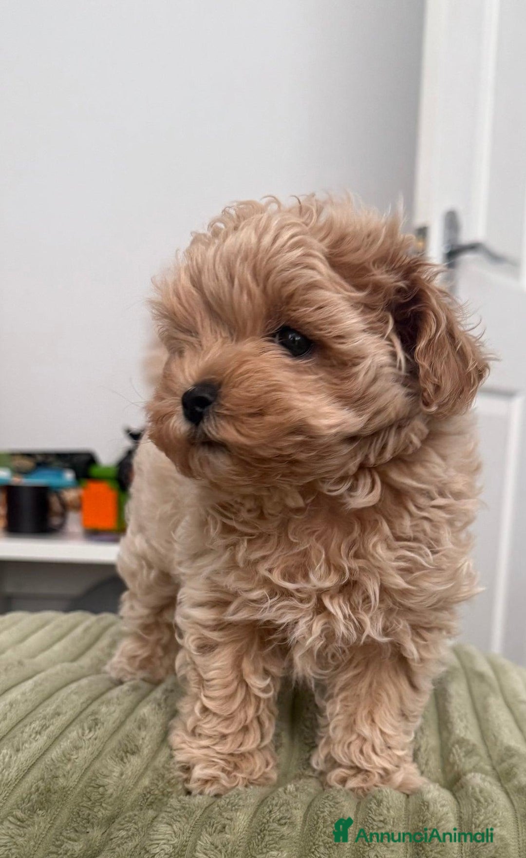 Meticcio cani in vendita: Bellissimi Maltipoo Mini F1 - Annuncio 14