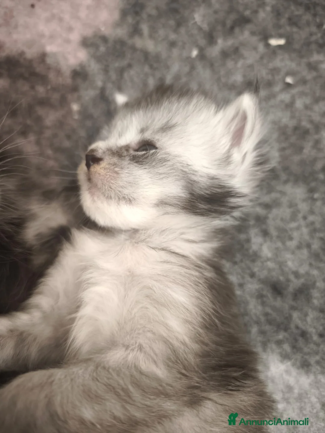 Maine Coon gatti in vendita: Cuccioli di Maine Coon(Allevamento Meriggio d'Oro) a Provincia di Cremona - Annuncio 2