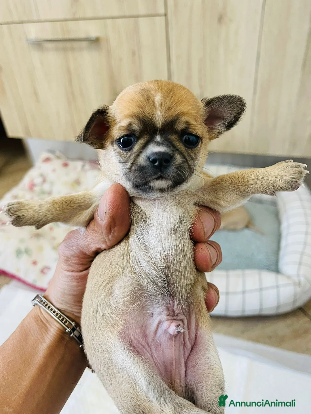 Chihuahua cani in vendita: Chihuahua cuccioli  a Provincia di Chieti - Annuncio 2