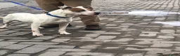 Meticcio cani in regalo: Lilli cerca casa a Città metropolitana di Catania - Annuncio 5