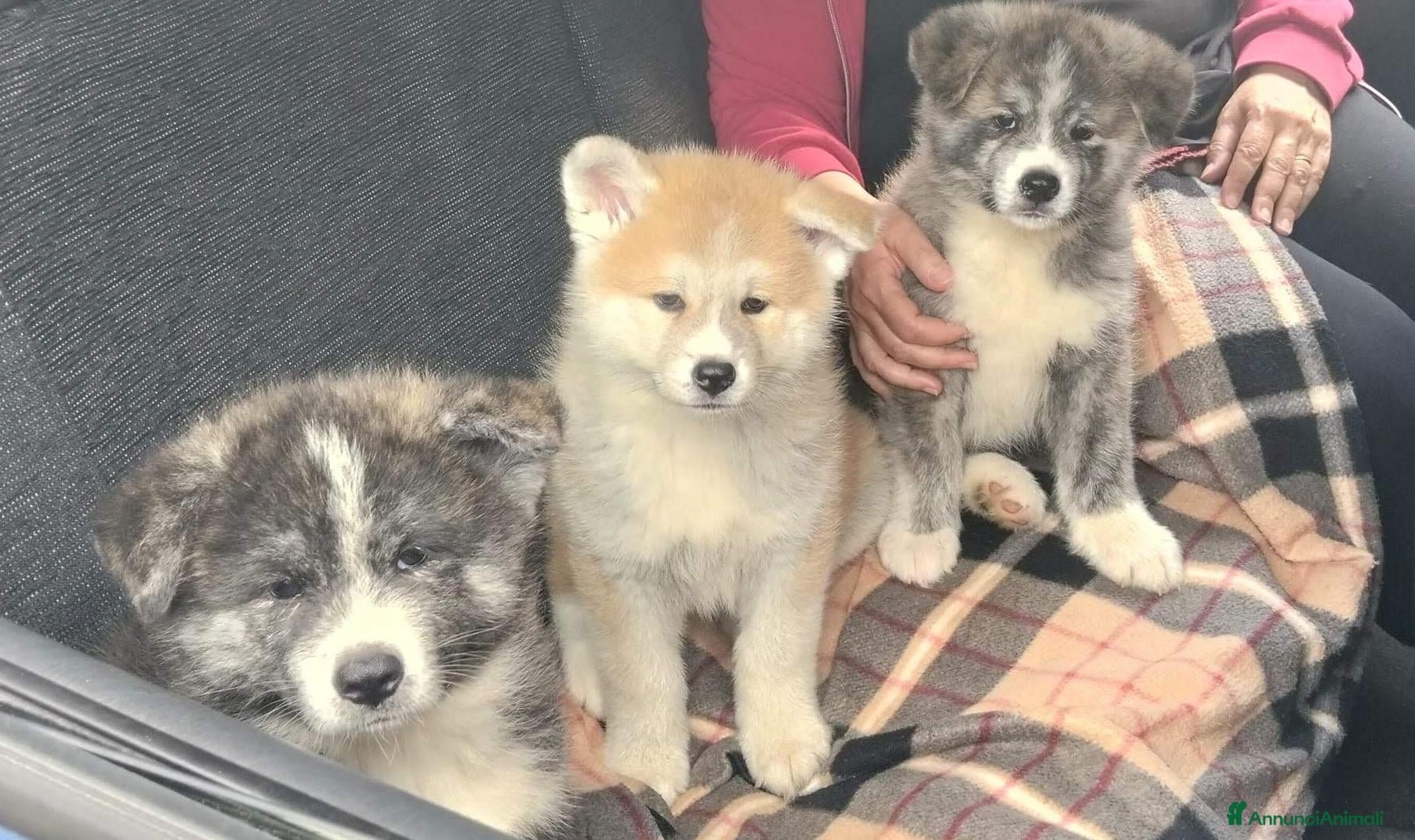 Akita Inu cani Akita - Annuncio 5