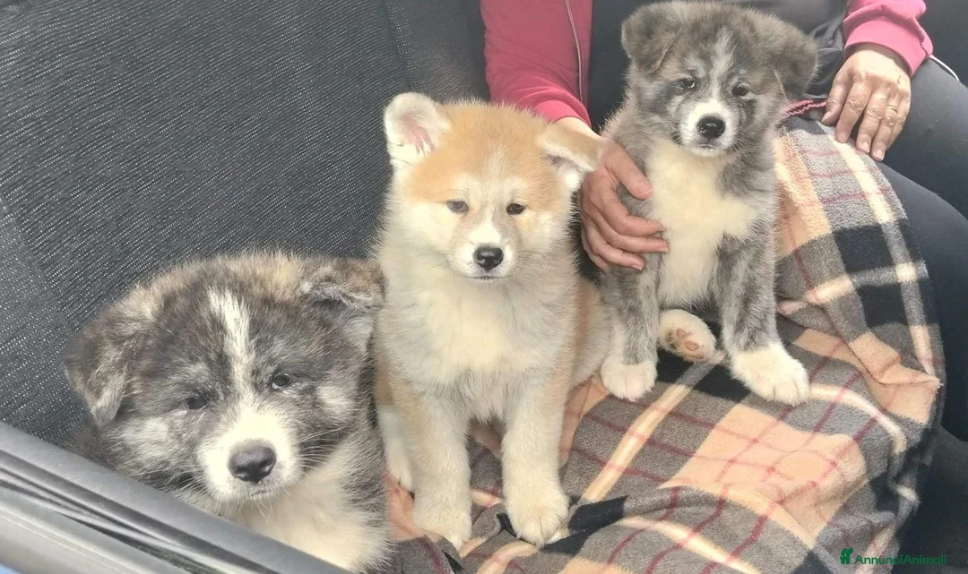 Akita Inu cani in vendita: Akita a Città metropolitana di Messina - Annuncio 1