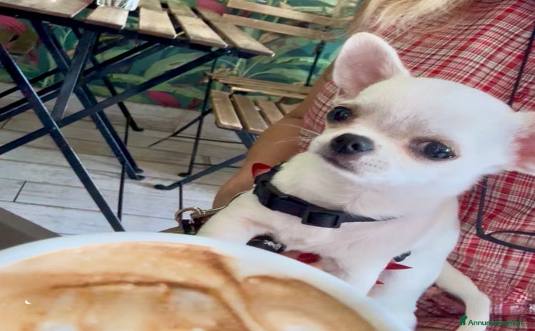 Chihuahua cani a Città metropolitana di Roma Capitale - Annuncio 2