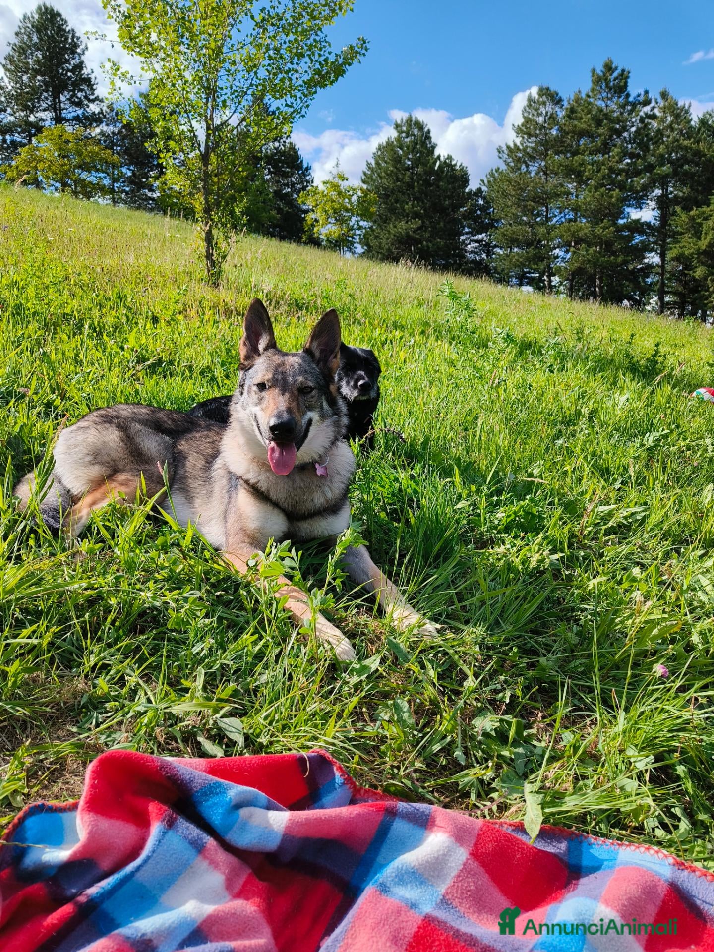 Lupo Cecoslovacco cani Cane lupo cecoslovacco  - Annuncio 7