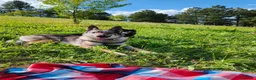 Lupo Cecoslovacco cani in vendita: Cane lupo cecoslovacco  a Città Metropolitana di Bologna - Annuncio 1