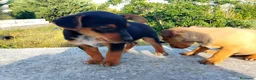 Meticcio cani in regalo: Cuccioletti di piccola taglia - Annuncio 4