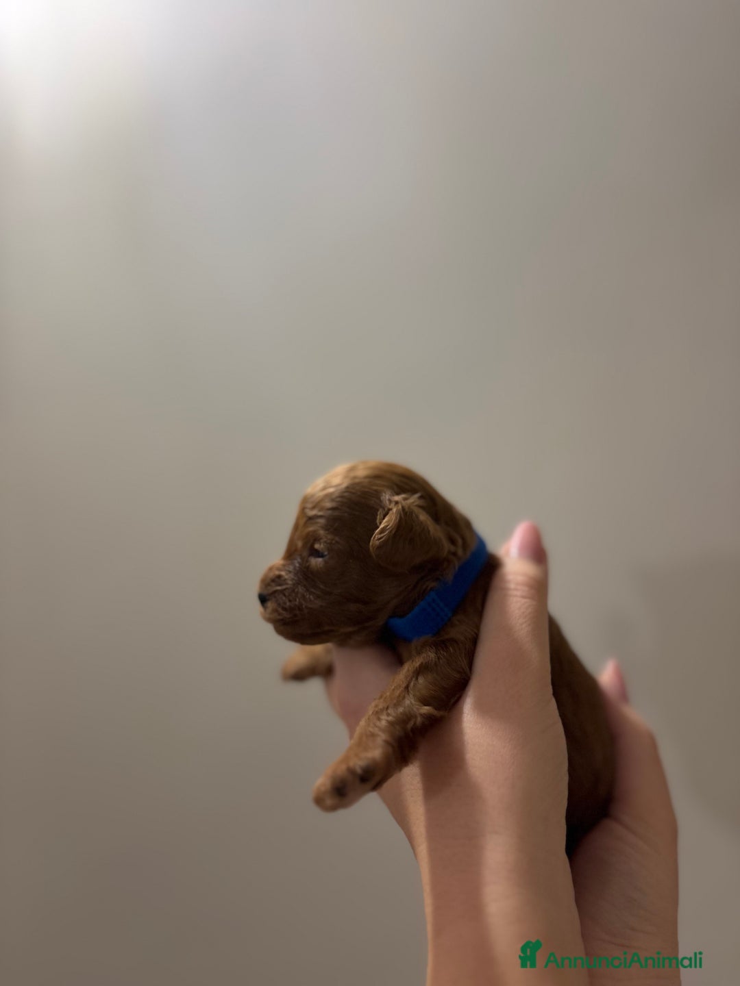 Barboncino Toy cani in vendita: Barboncini toy red  - Annuncio 4