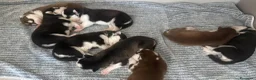 Husky cani in vendita: Cuccioli di husky  a Provincia di Caserta - Annuncio 2