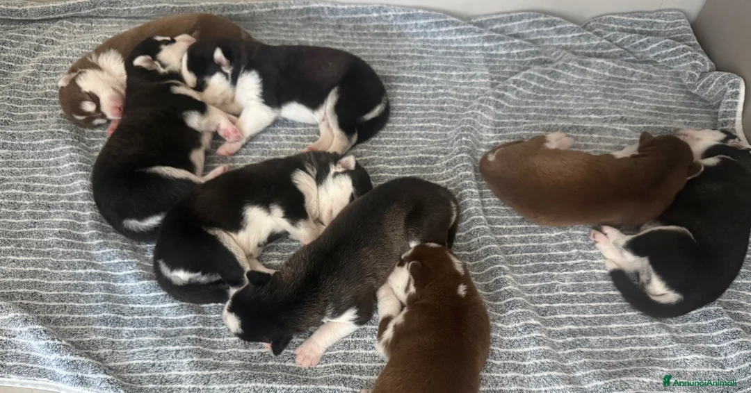 Husky cani in vendita: Cuccioli di husky  a Provincia di Caserta - Annuncio 2