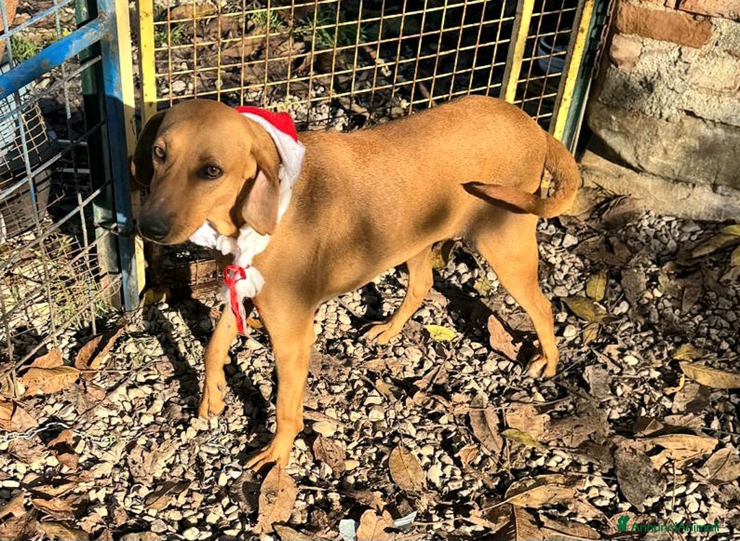 Segugio cani in regalo: Jack 2 anni Taglia media piccola  - Annuncio 2