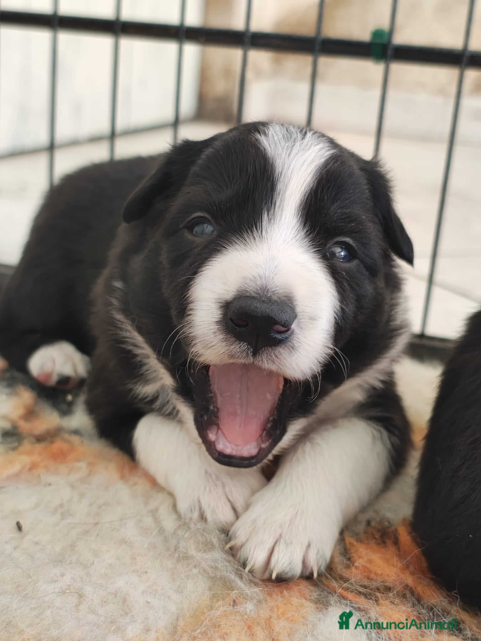 Border Collie cani CUCCIOLI DI BORDER COLLIE ALTA GENEALOGIA - Annuncio 4