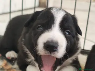 Border Collie cani CUCCIOLI DI BORDER COLLIE ALTA GENEALOGIA - Annuncio 4