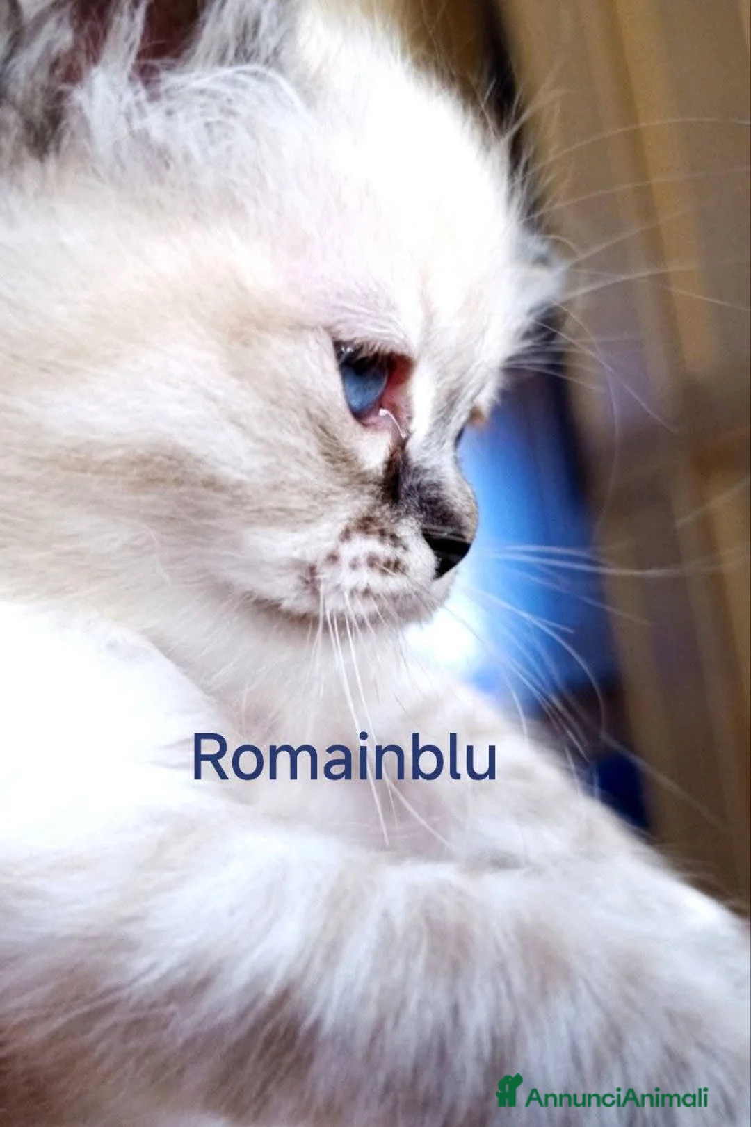 Sacro di Birmania gatti in vendita: Cucciolo Sacro di Birmania  - Annuncio 1