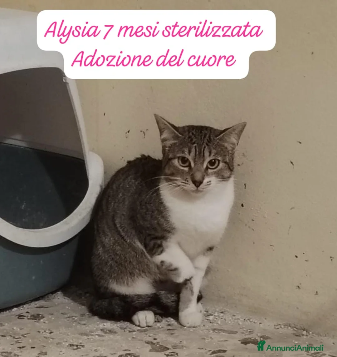 Altre razze gatti in regalo: Famiglie cercasi urgentemente x questi micini  - Annuncio 10