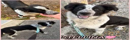 Meticcio cani in regalo: UNA MAMMA PER STELLINA  a Provincia di Varese - Annuncio 2