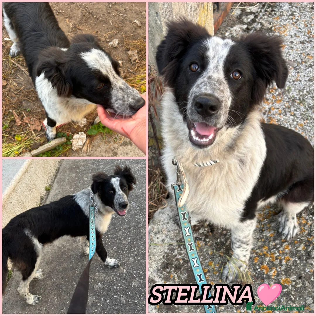 Meticcio cani in regalo: UNA MAMMA PER STELLINA  a Provincia di Varese - Annuncio 2