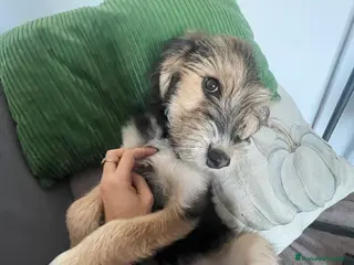 Meticcio cani Stitch a Provincia di Rimini - Annuncio 18