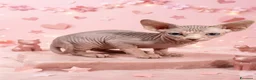 Sphynx gatti in vendita: Allevamento con affiso - Annuncio 2