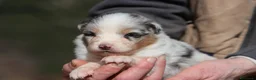 Australian Shepherd cani in vendita: Cuccioli di Pastore Australiano  - Annuncio 3