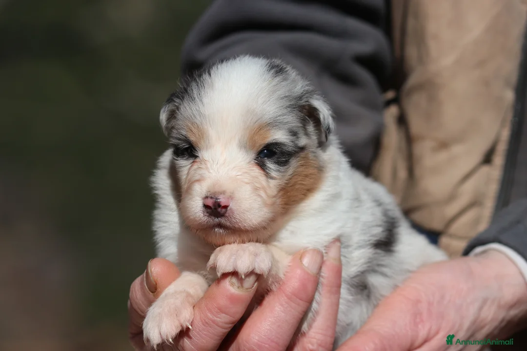 Australian Shepherd cani in vendita: Cuccioli di Pastore Australiano  - Annuncio 3
