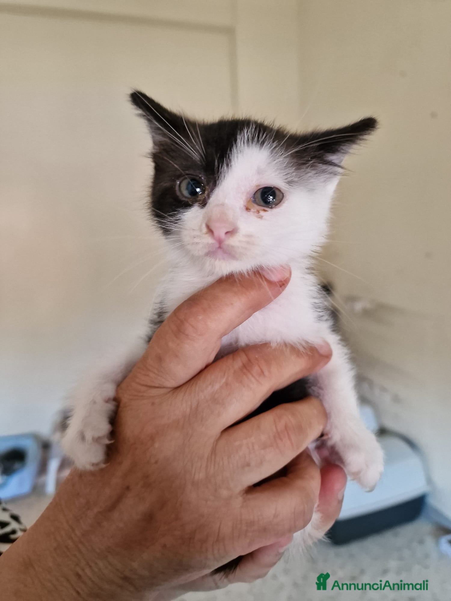 Meticcio gatti Scacco gattino bellissimo - Annuncio 14