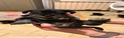 Mini Schnauzer cani in vendita: Cuccioli di Schnauzer nano Nero Argento  - Annuncio 6