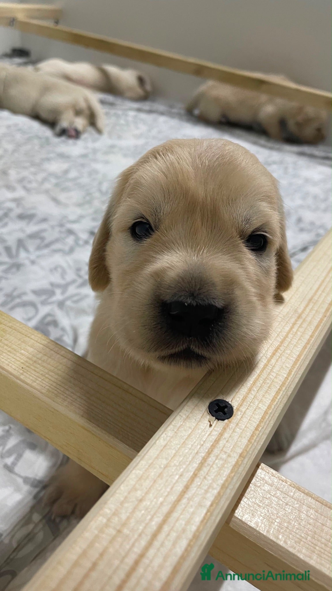 Golden Retriever cani Cucciole di golden retriver linea inglese - Annuncio 2