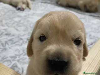 Golden Retriever cani Cucciole di golden retriver linea inglese - Annuncio 2