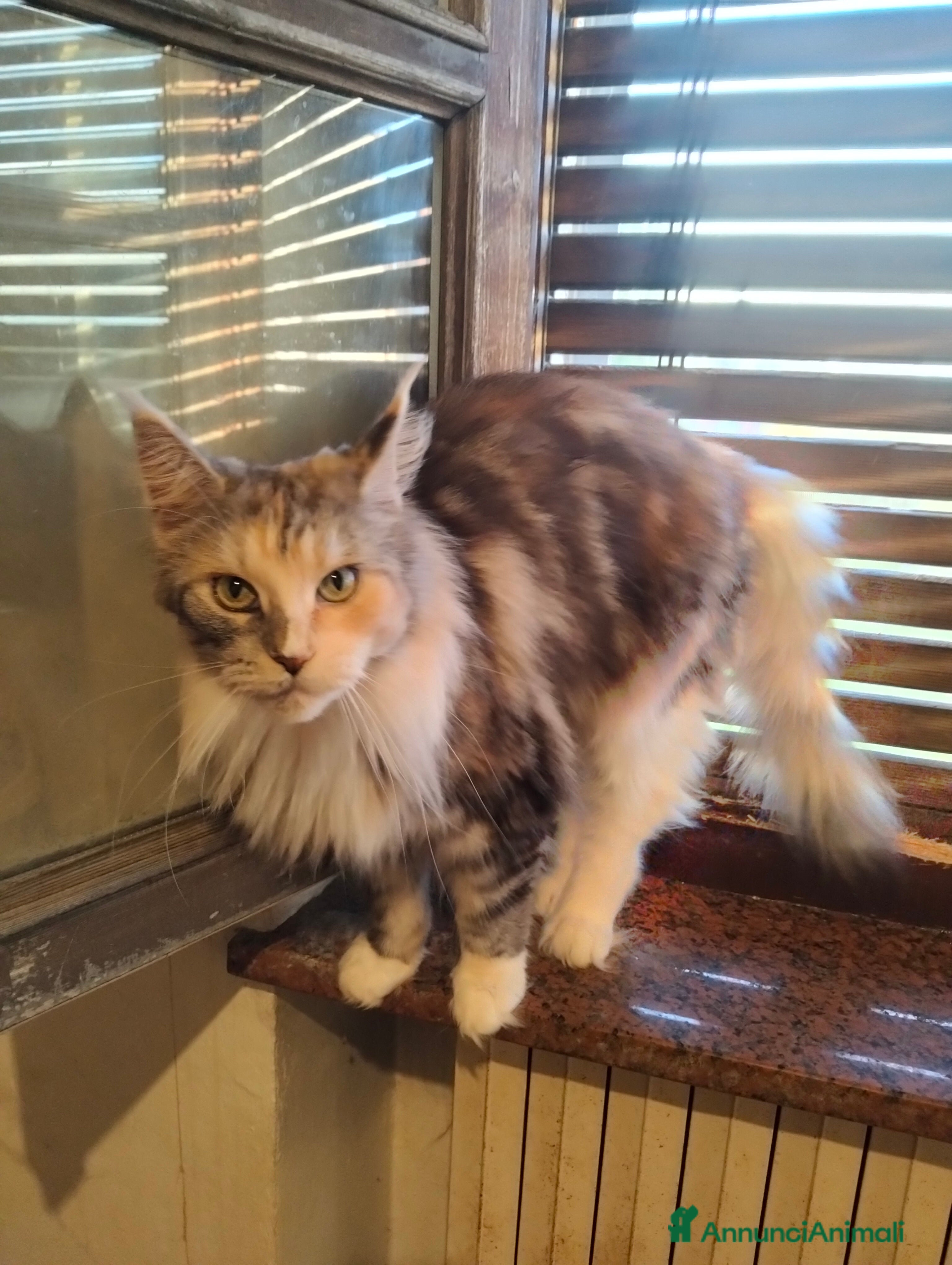 Maine Coon gatti Maine coon - Annuncio 21