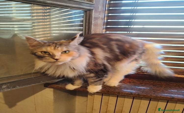 Maine Coon gatti Maine coon - Annuncio 4